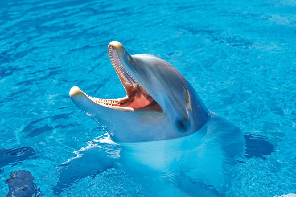 Benidorm: Mundomar Animal Park 1-Day Ticket - Directions to Mundomar Animal Park