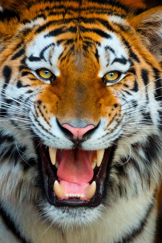 Benidorm: Terra Natura and Aqua Natura Combo Day Ticket - Experiencing the Wildlife: Terra Natura Benidorm