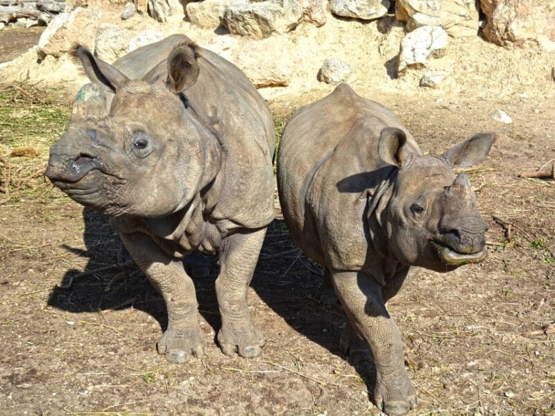 Benidorm: Terra Natura and Aqua Natura Combo Day Ticket - The Sum Up: A Practical, Fun, and Value-Packed Day Out