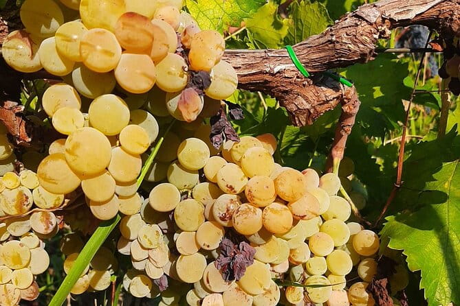 Berat 4x4 Off-Road and Vineyard Wine Tasting - Who This Tour Suits Best