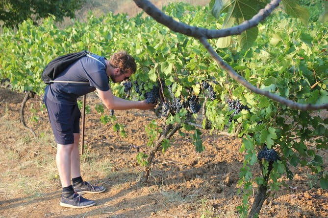 Berat Grand Wine Tasting & Food Tour - Key Points / Takeaways