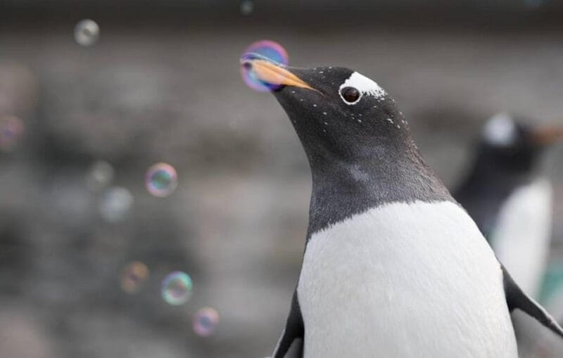 Bergen: Bergen Aquarium Entry Ticket - Key Points / Takeaways