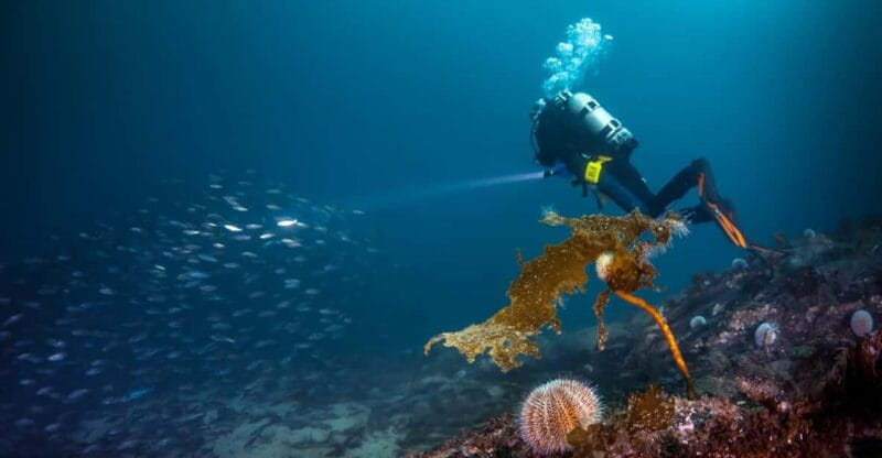 Bergen: Guided Scuba Diving - Who Will Love This Experience?