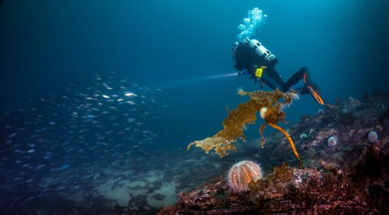 Bergen: Guided Scuba Diving - Price, Logistics, and Booking