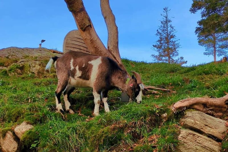 Bergen Like a Local: Culture, Views, and the Stave Church - Key points / Takeaways