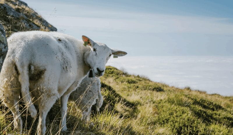 Bergen: Round-Trip Ulriken Cable Car Ticket - Final Thoughts: Is It Worth the Price?