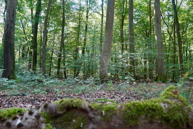 Berlin: Historical Tour along the Death March Path with Car - Practical Details and Value