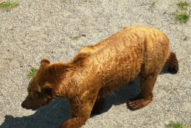 Bern and Emmental in a Day from Luzern - FAQ about the Bern and Emmental in a Day Tour