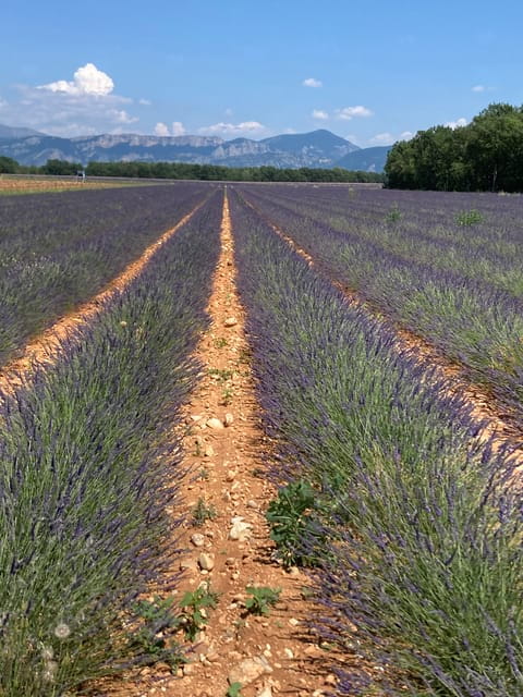 Bespoke Luxury Sightseeing Experiences - Velvet Tour