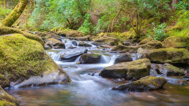 Best of Killarney: Private Walking Tour with a Local - Discover Killarney’s Natural Beauty and Local Charms