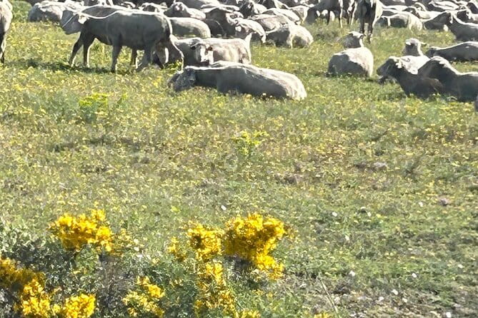 Best of Provence - FAQ