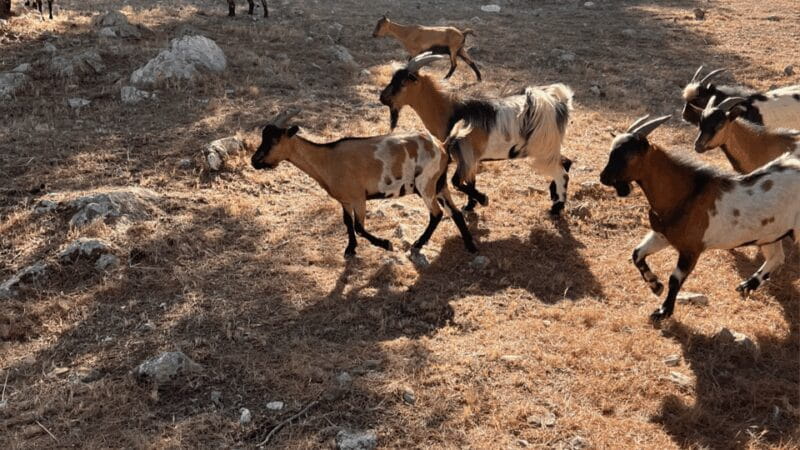 Between sea and hills: in the footsteps of Allauch, Aix, Marseille - Key Points / Takeaways