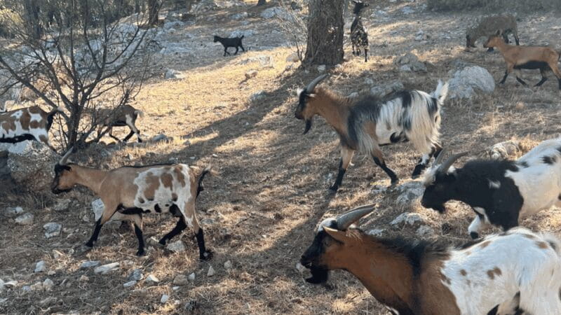 Between sea and hills: in the footsteps of Allauch, Aix, Marseille - Price and Value