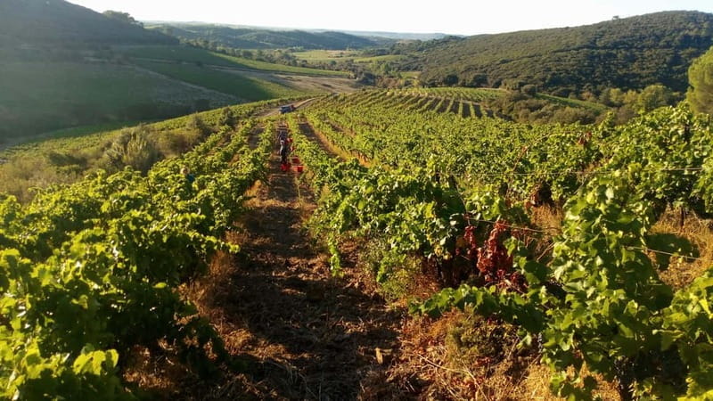 Beziers: Eco Wine Tasting at Sarabande Wines Off-Grid Winery - Beziers: Eco Wine Tasting at Sarabande Wines Off-Grid Winery