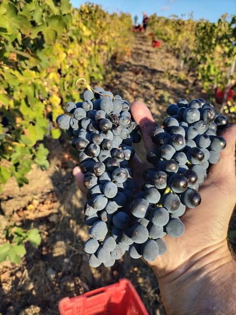 Beziers: Eco Wine Tasting at Sarabande Wines Off-Grid Winery - Key Points / Takeaways