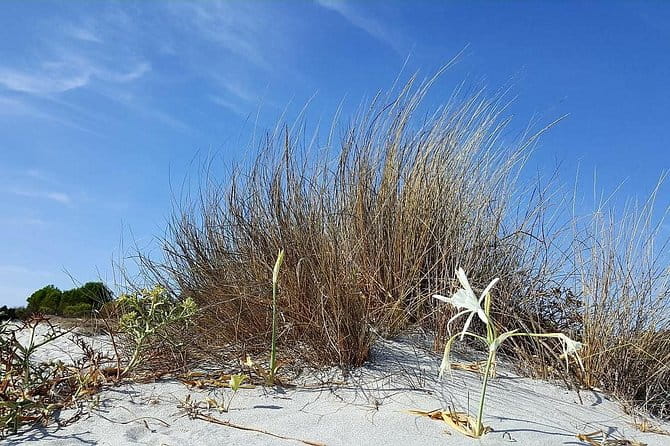 Biderosa and Capo Comino Beach Tour - Who Will Love This Tour?
