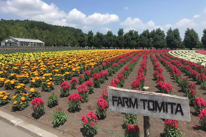 [Biei/Furano] One-Day Sightseeing by Private Car! - Scenic Highlights