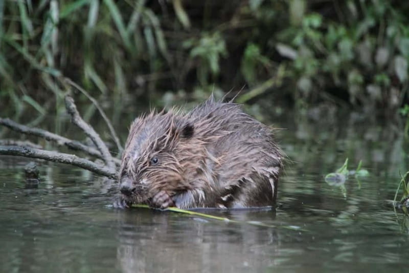 Biesbosch: SUP Board Rental - Practical Tips for Your Paddle