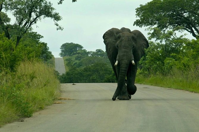 Big 5 Kruger National Park 2 Days Safari From Johannesburg - Pickup Information
