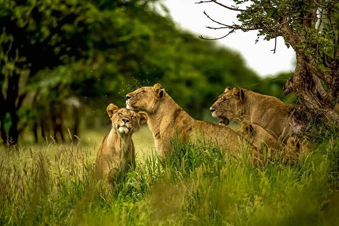 Big Five Luxury 7 Days Safari Tour in Arusha - Pricing and Guarantee