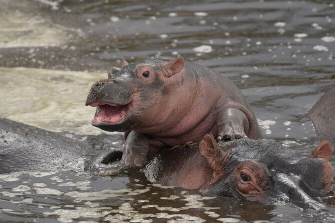 Big Five Luxury 7 Days Safari Tour in Arusha - Safari Itinerary