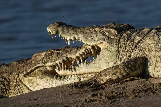 Big Five Safari In Tanzania - Included in the Package