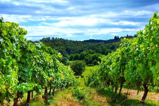 Bike Ride & WIne Tasting - Key Points & Takeaways