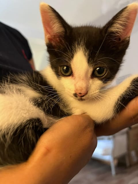 Bilbao: 30-Minute Entry Ticket to a Cat Café - Key Points & Takeaways