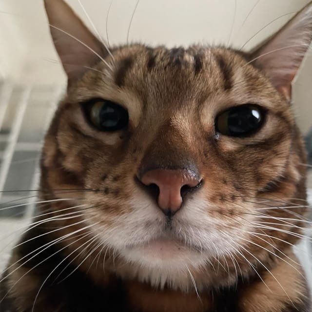 Bilbao: 30-Minute Entry Ticket to a Cat Café - Why a 30-Minute Visit Can Brighten Your Day