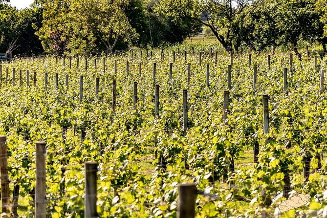 Bilbao Txakoli Wine Tour - Key Points