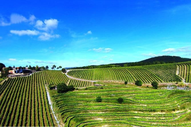 Bilbao Txakoli Wine Tour - Tasting at a Traditional Txakoli House