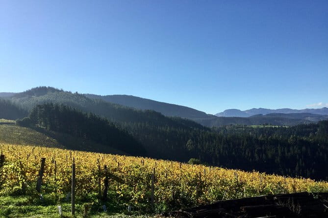 Bilbao Txakoli Wine Tour - Final Thoughts: Who Should Book This Tour?