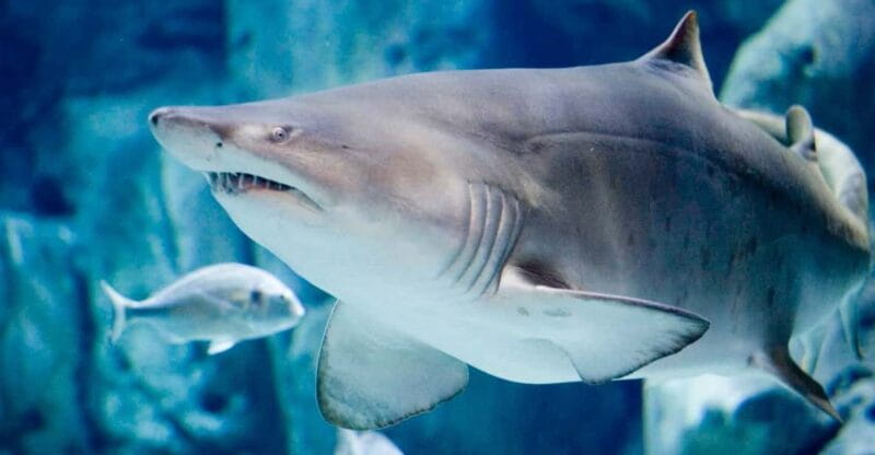 Bioparc Aquarium of Gijon Entry Ticket - Key Points / Takeaways