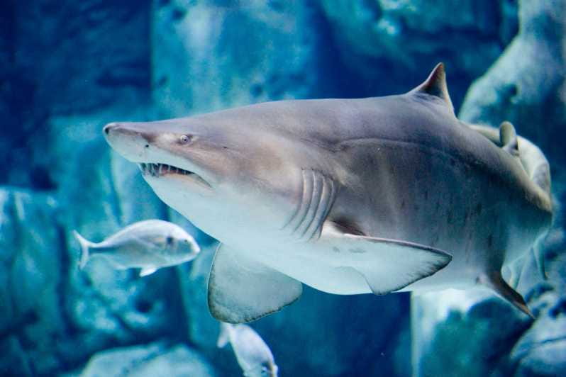 Bioparc Aquarium of Gijon Entry Ticket - The Highlight: Sharks and Larger Marine Creatures