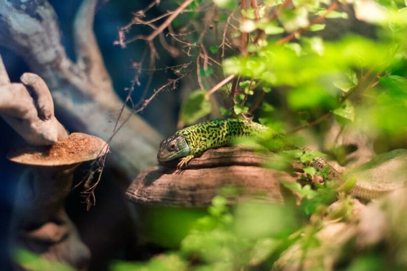 Bioparc Aquarium of Gijon Entry Ticket - Educational and Conservation Efforts: Why They Matter