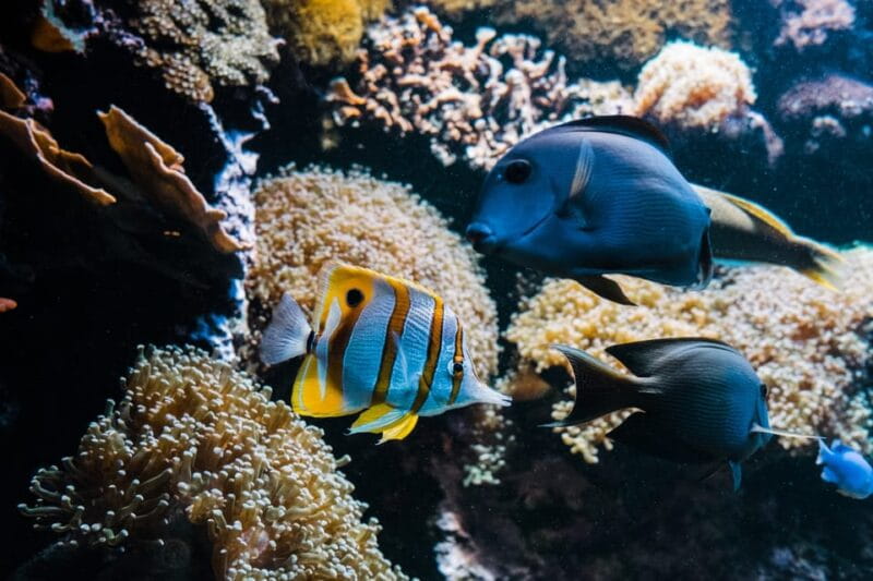 Bioparc Aquarium of Gijon Entry Ticket - Is It Worth the Price?