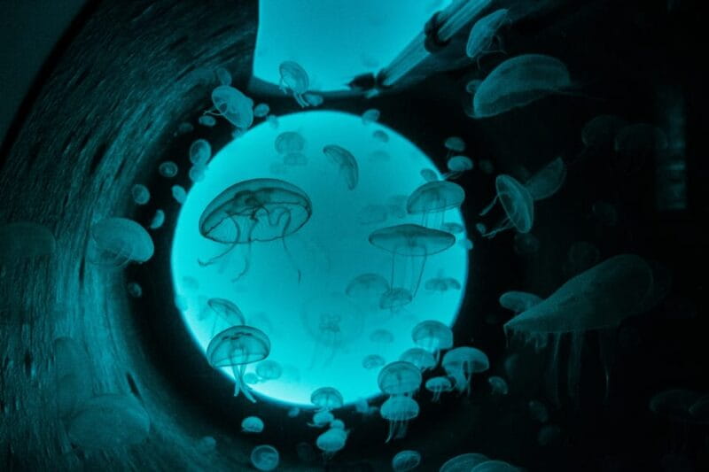 Bioparc Aquarium of Gijon Entry Ticket - Final Thoughts: Why It’s a Smart Choice for Your Gijón Visit