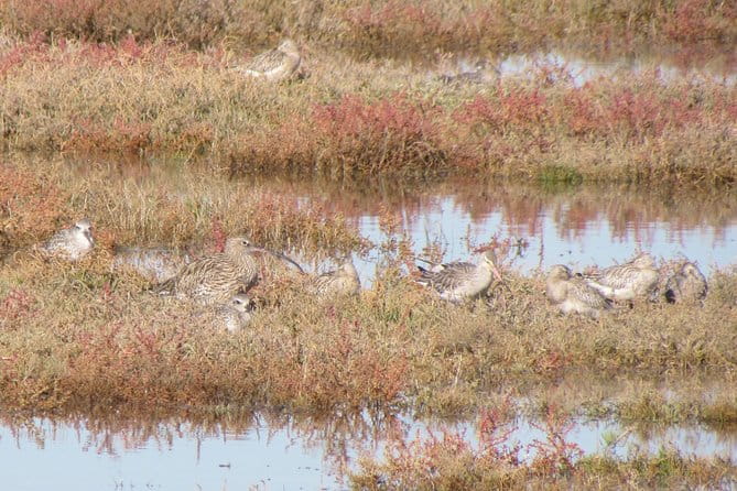 Birdwatching at Ria de Alvor - Exploring the wetlands and pastures of Ria de Alvor