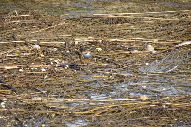 Birdwatching at Ria de Alvor - Practical details and value