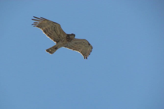 Birdwatching at Ria de Alvor - Who this tour suits best