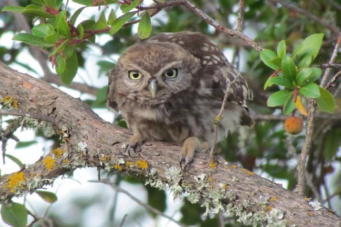 Birdwatching at Ria de Alvor - The Sum Up