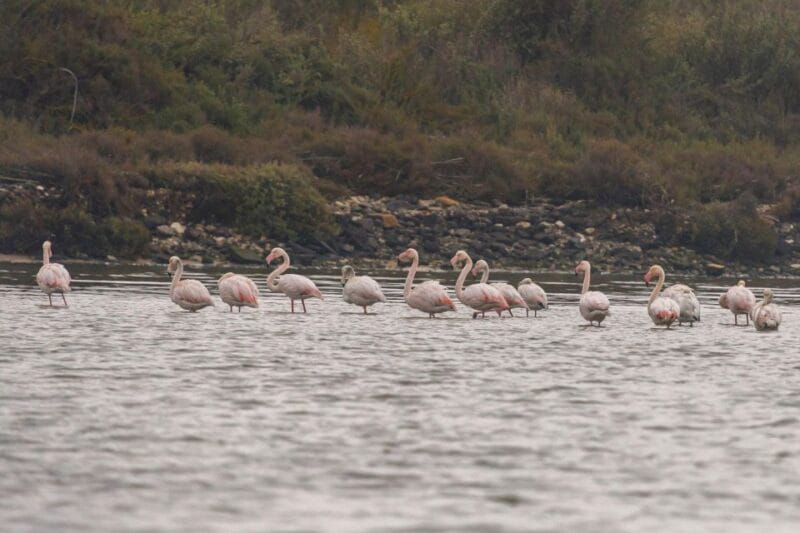 Birdwatching Boat Tour in the Tagus Estuary - Who Is This Tour For?