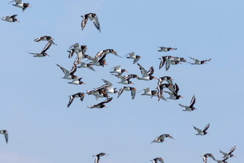 Birdwatching Boat Tour in the Tagus Estuary - Frequently Asked Questions