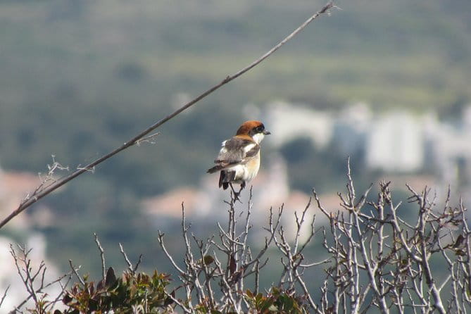 Birdwatching day around Sagres - Frequently Asked Questions
