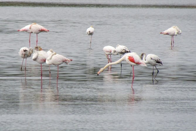 Birdwatching day in the Ria Formosa Natural Park - FAQ: Your Birdwatching Questions Answered