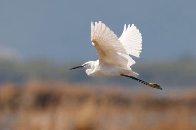 Birdwatching Experience in Narte Lagoon & Akerni Dunes - A Closer Look at the Birdwatching Experience in Vlore