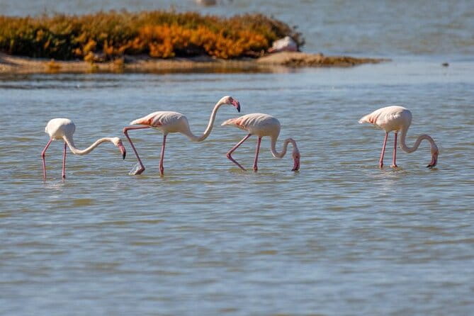 Birdwatching Experience in Narte Lagoon & Akerni Dunes - Who Should Consider This Tour?
