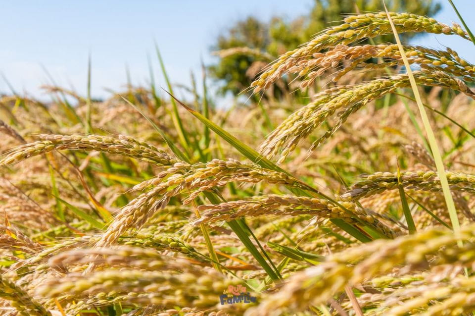 Birdwatching in the Ebro Delta - Itinerary Highlights