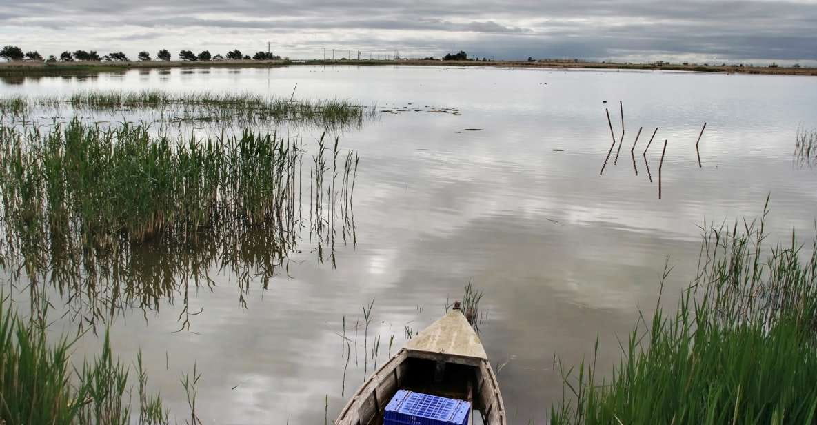 Birdwatching in the Ebro Delta - Bird Species to Observe