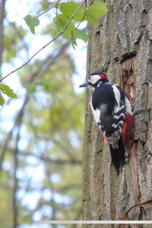 Birdwatching per Rickshaw - FAQs About Birdwatching per Rickshaw in Cologne